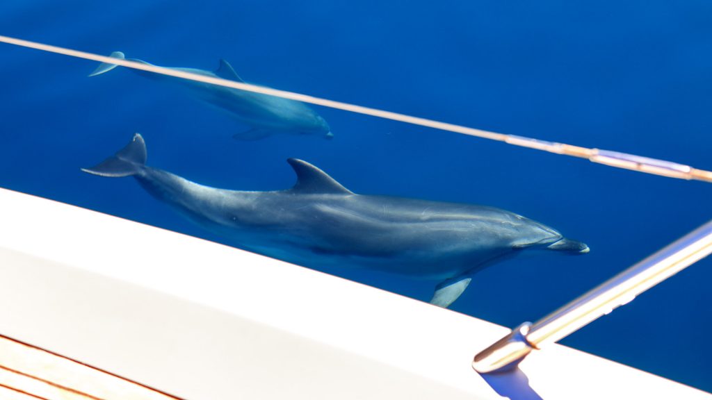 Spice of Life Yacht Charter dolphins around the yacht