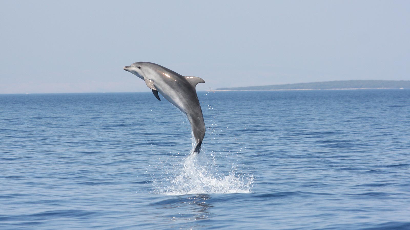 safe stay in croatia dolphins