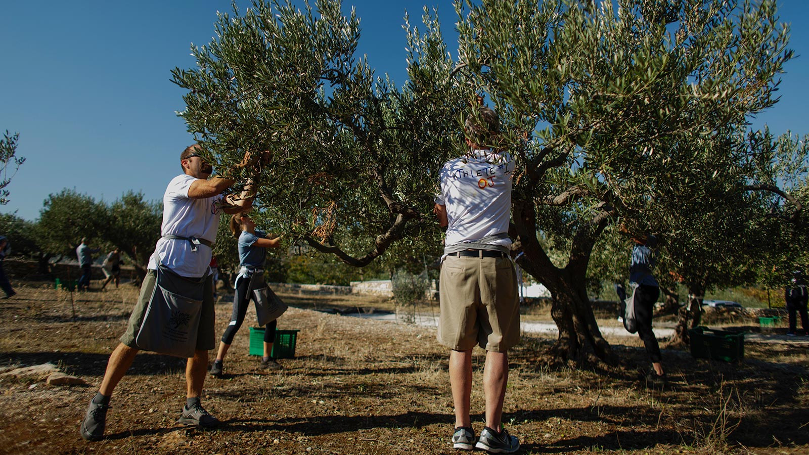 yacht charter on shore activities picking olives