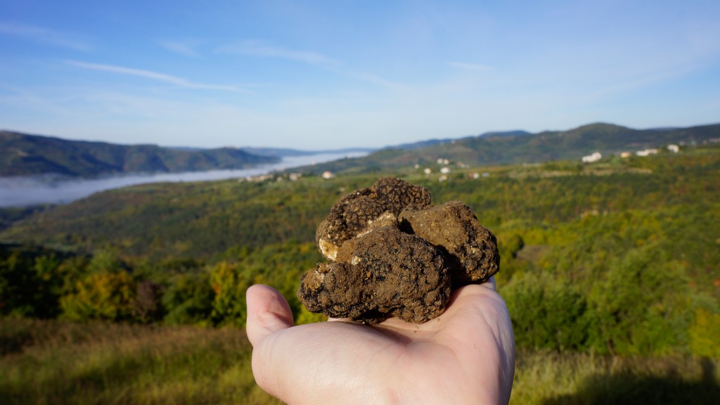 yacht charter on shore activities truffle hunting in istria