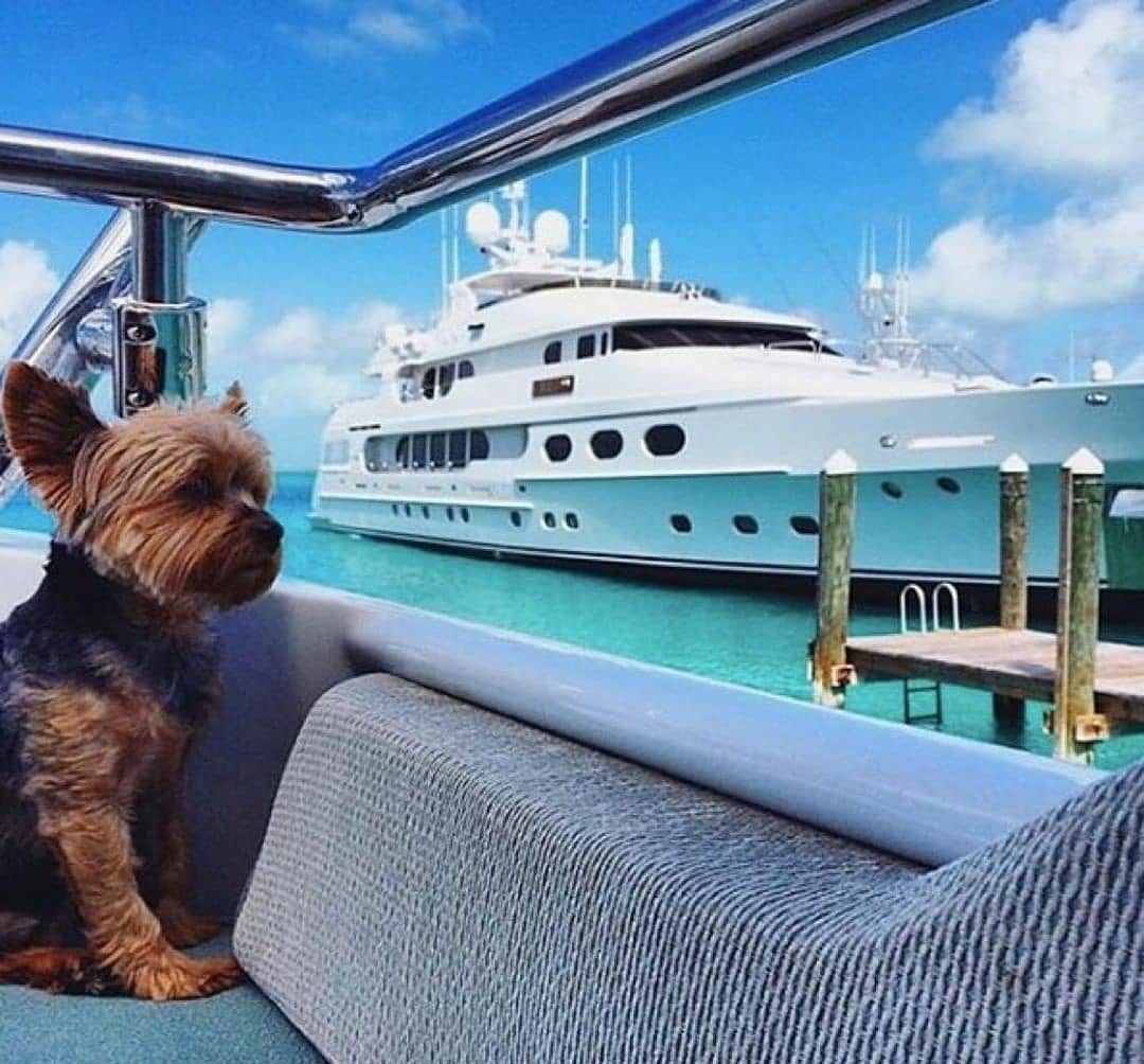 yacht animal