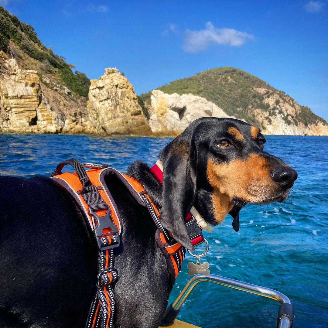 Pets on a yacht