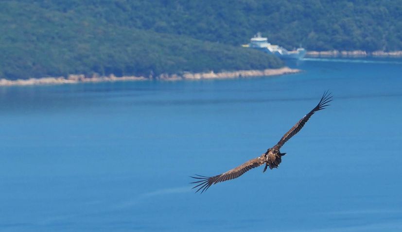 Yacht charter in Cres griffon vulture