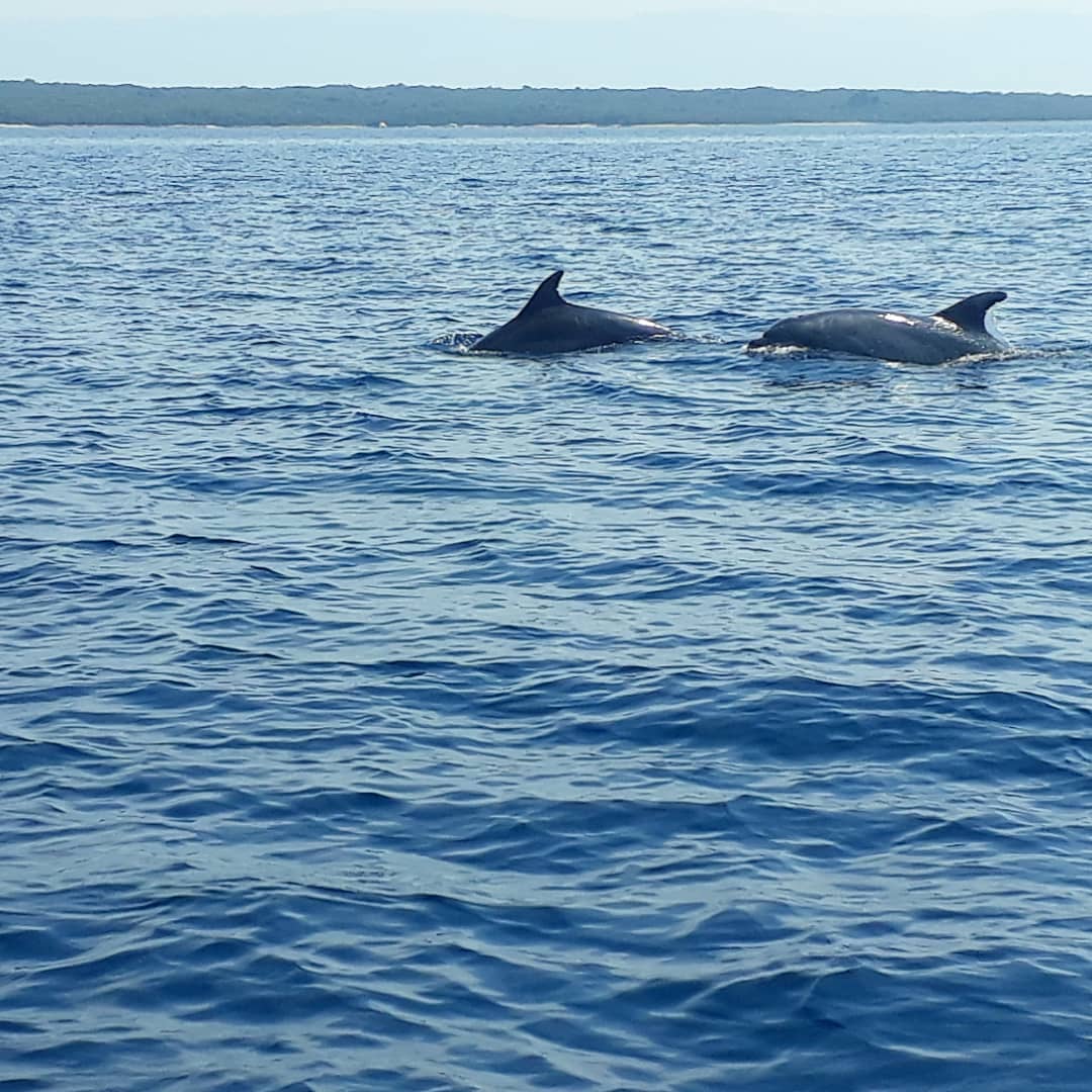 yacht charter in cres dolphins