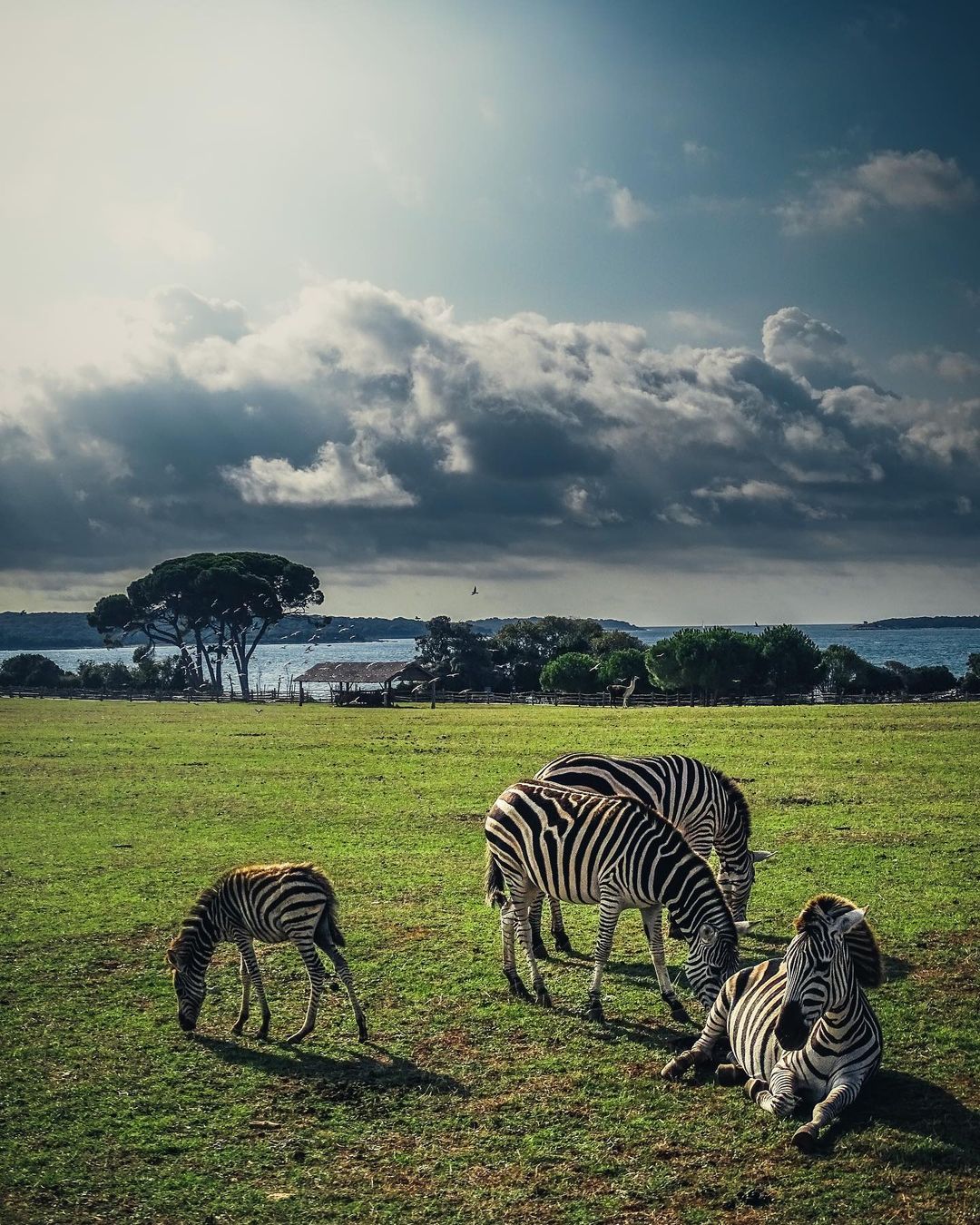 yacht charter in pula-animals in Brijuni