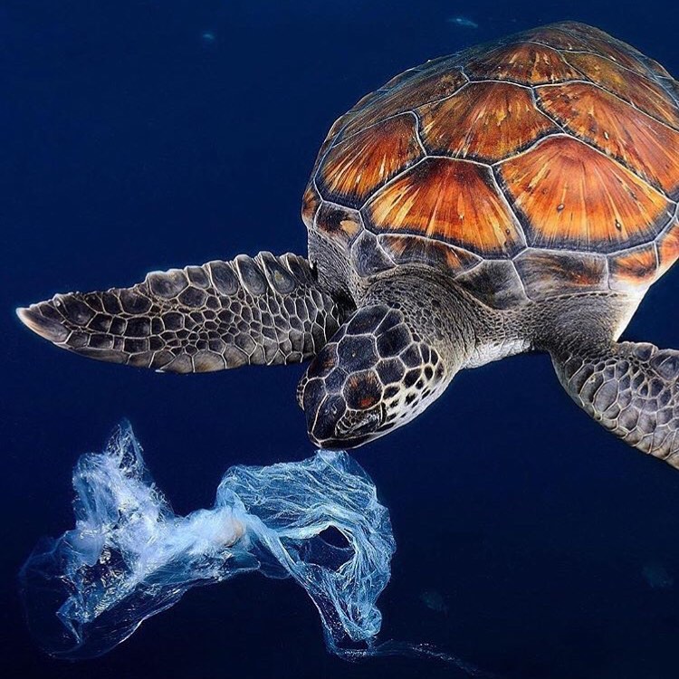 A sea turtle with a plastic bag