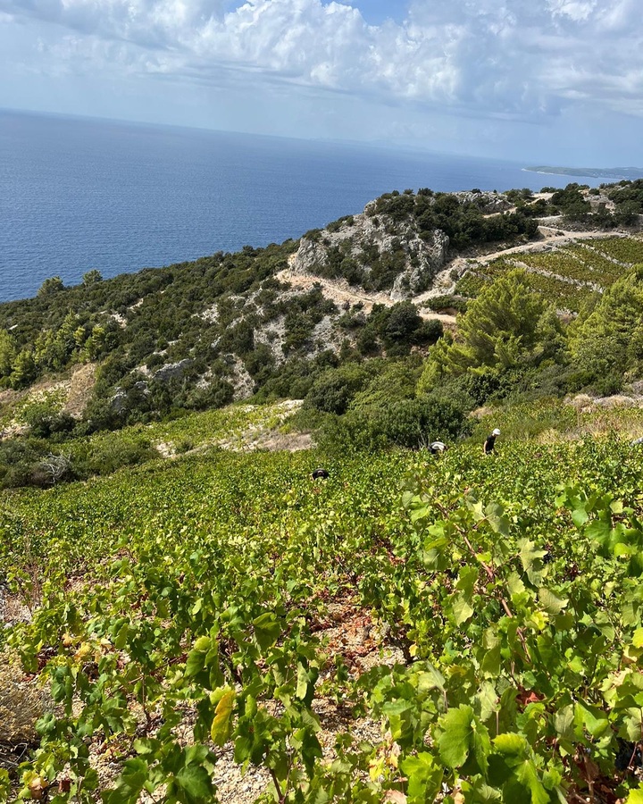 Vinarija Dingač Wine tour for yacht charter guests in Croatia () Vinarija Dingač Wine tour for yacht charter guests in Croatia ()