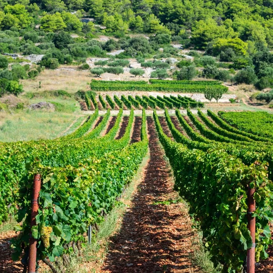 Vinarija Lipanović Wine tour for yacht charter guests in Croatia () Vinarija Lipanović Wine tour for yacht charter guests in Croatia ()